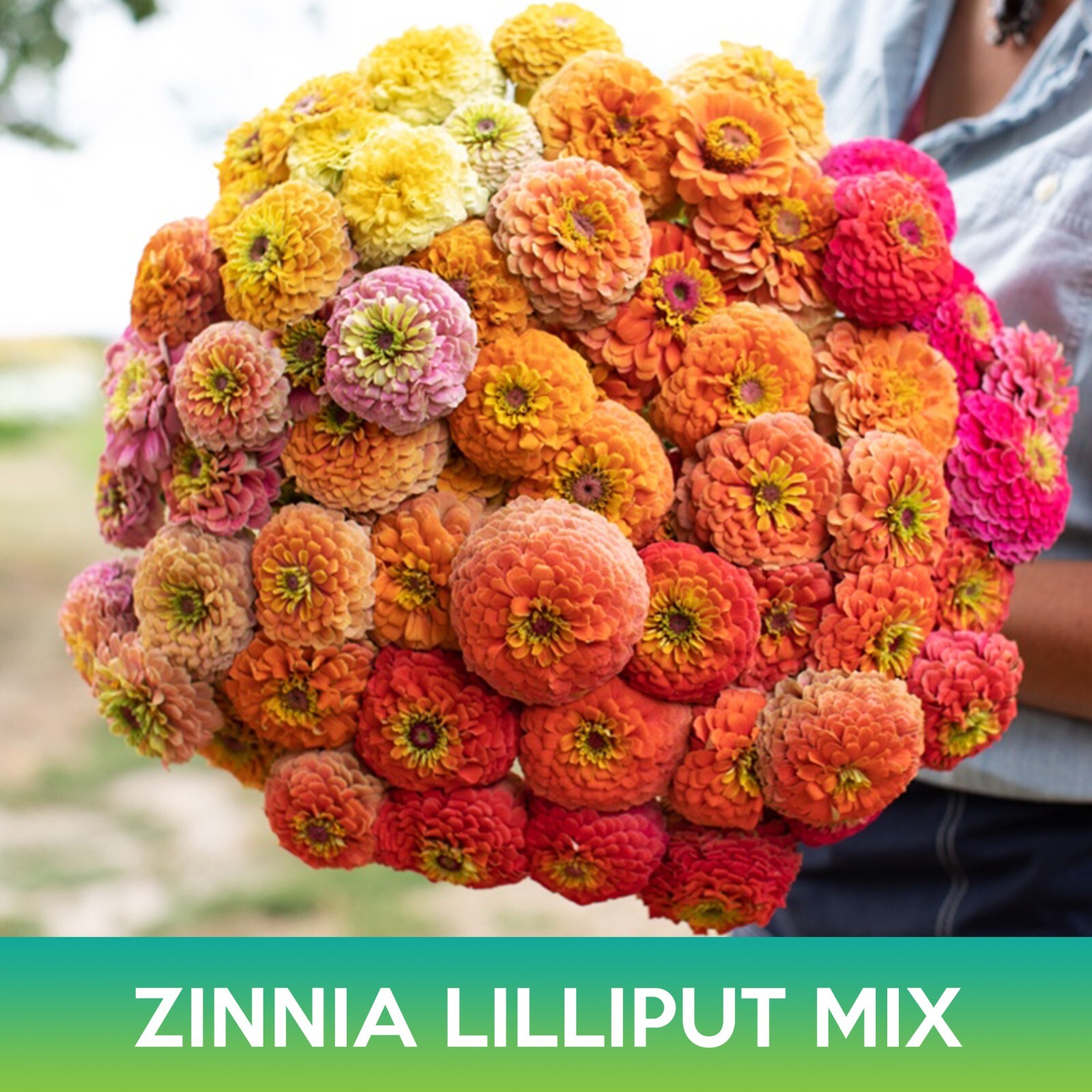 Zinnia Lilliput Mix Seeds
