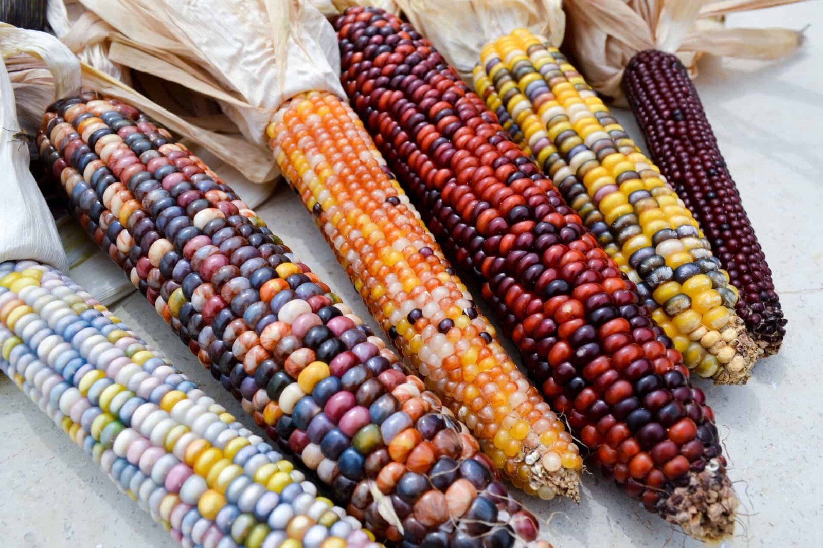 5000+ Indian Corn Seeds – Heirloom – NON GMO – FRESH