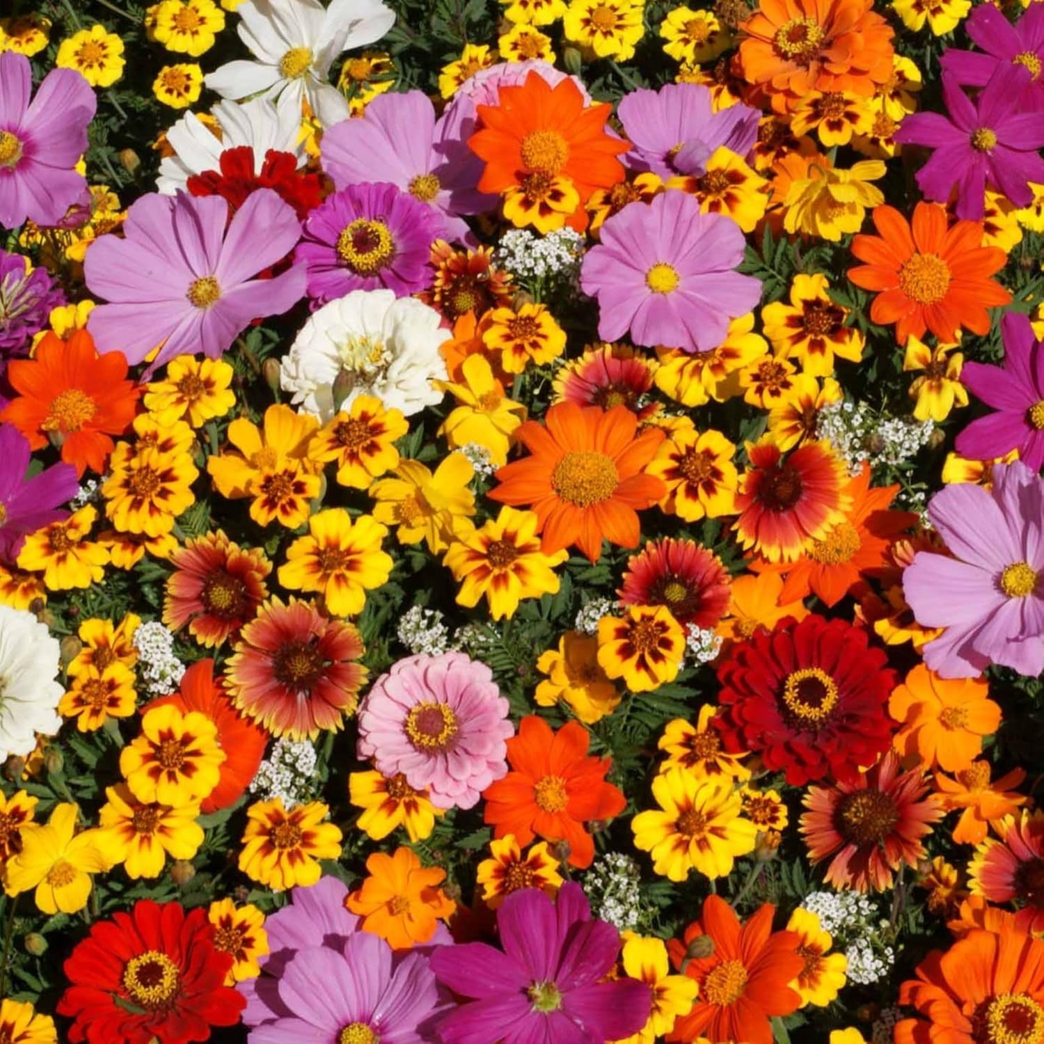100,000+ Heirloom Wildflower Seeds – Save The Monarchs for Vibrant Gardens