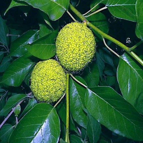 20 OSAGE ORANGE TREE SEEDS (Maclura Pomifera) Hedge Apple Fast Hardy Monkey Ball