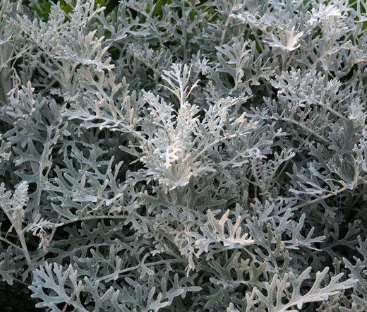 DUSTY MILLER SILVERDUST Cineraria Maritima – 100 Seeds
