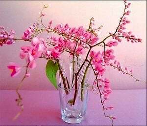 Rare Pink Coral Vine Chain of Love Seeds ~ Antigonon Leptopus ~ Heart Shaped
