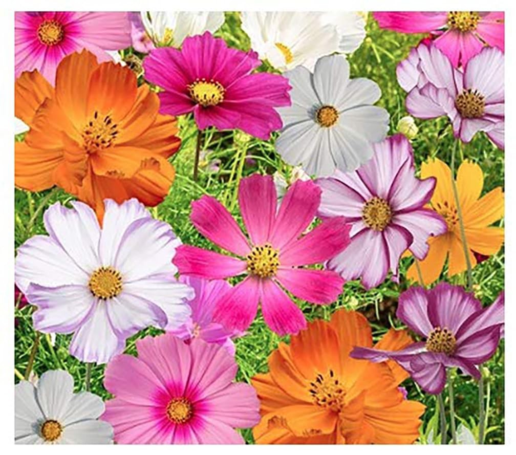 Cosmos Seeds in a Mixture of 11 Varieties – Long Blooming Period in All Zones…