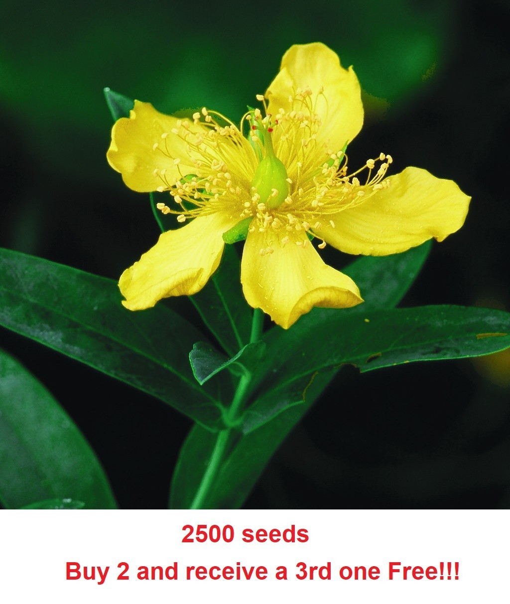 2500 St. John’s Wort Seeds – Hypericum Pyramidatum (approx 2500+/-)