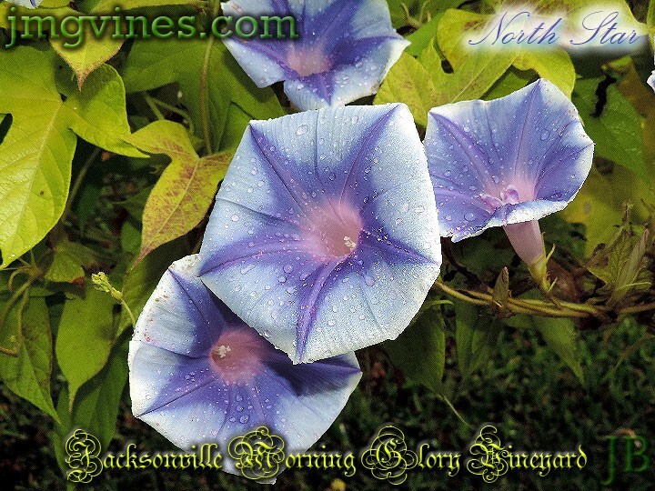 North Star Japanese Morning Glory 6 Seeds