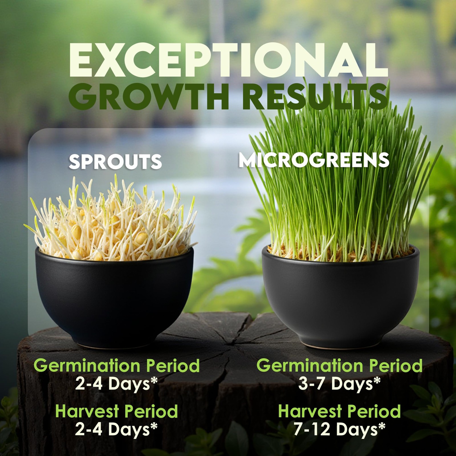 Organic Wheat Grass Seeds 16oz For Growing Sprouts Juicing Cat Food