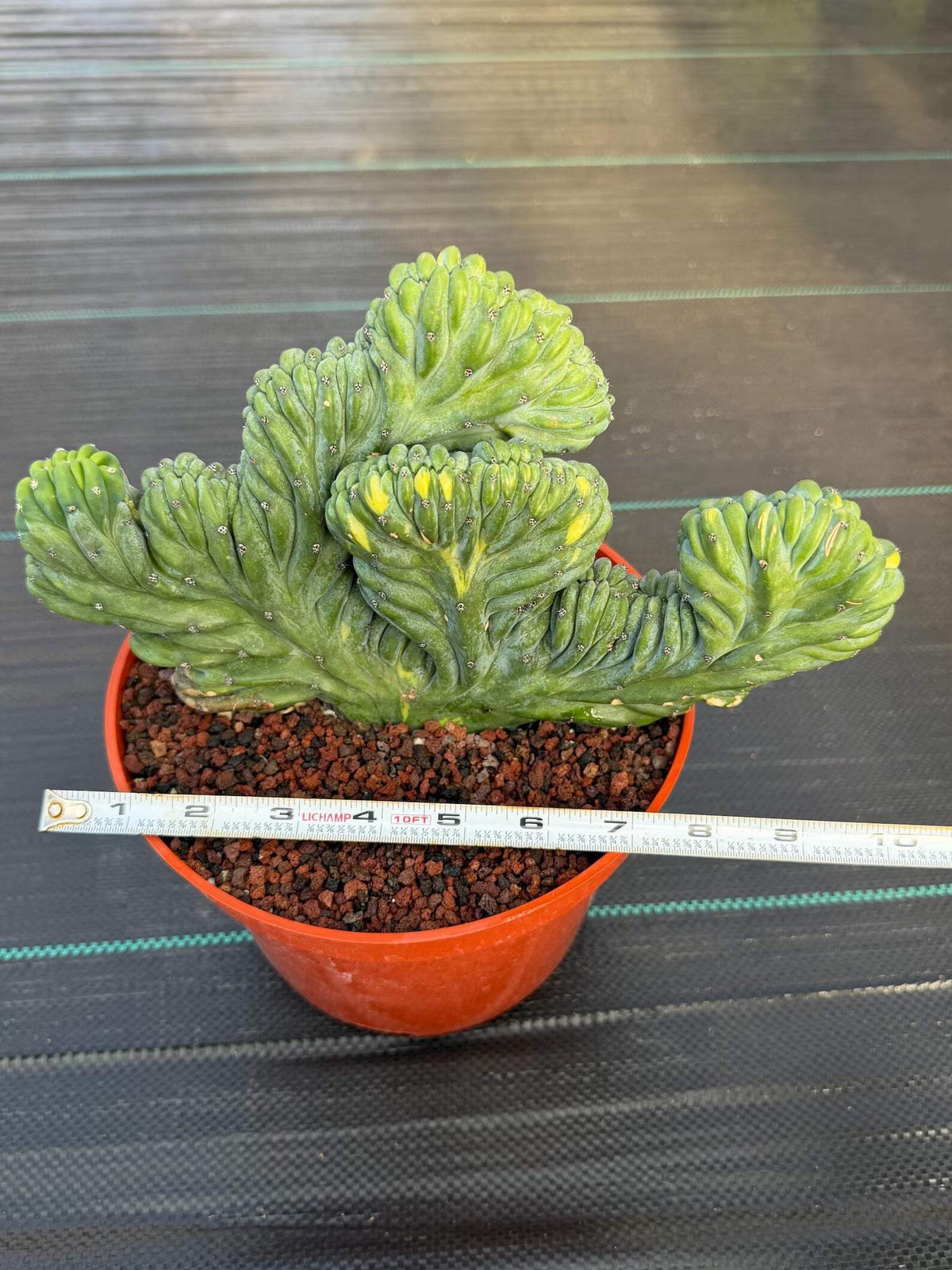 Variegated Crested Blue Myrtle Cactus – Rare Fan-Shaped Specimen | Collector’s P