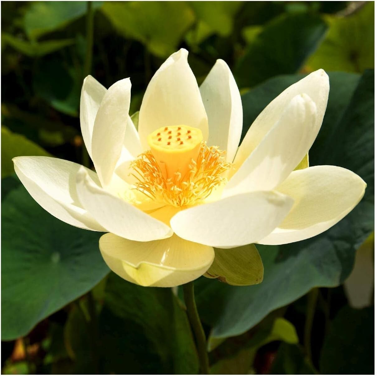 10 American Lotus Seeds Yellow Lotus Water Lily Seeds Heirloom Native in USA
