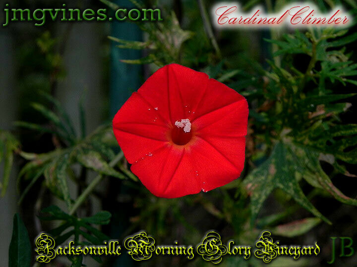 Cardinal Climber Ipomoea Sloteri Morning Glory 8 Seeds