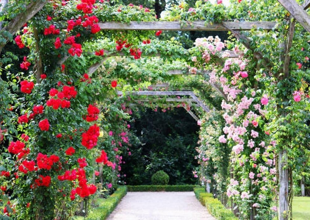 100+ Mix Climbing Rose Seeds for Planting Outdoors