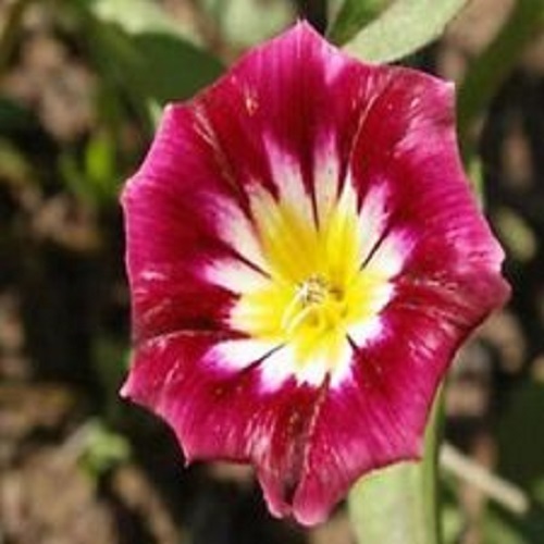 25+ Tri-Color Crimson Flower Seeds / Morning Glory / Perennial