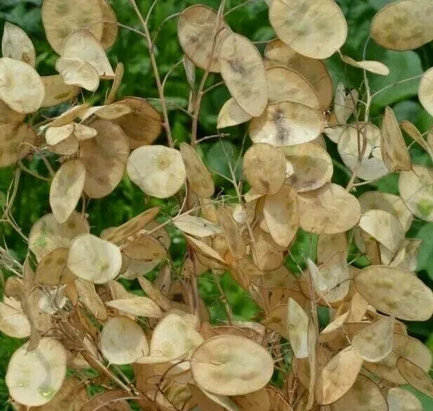 50+ Money Plant Seeds, Lunaria annua, Fresh, Ready – Planting, Free Shipping USA