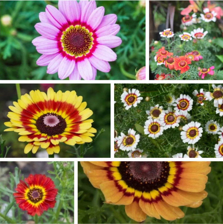 100 Seeds| Painted Daisy Seeds #N008
