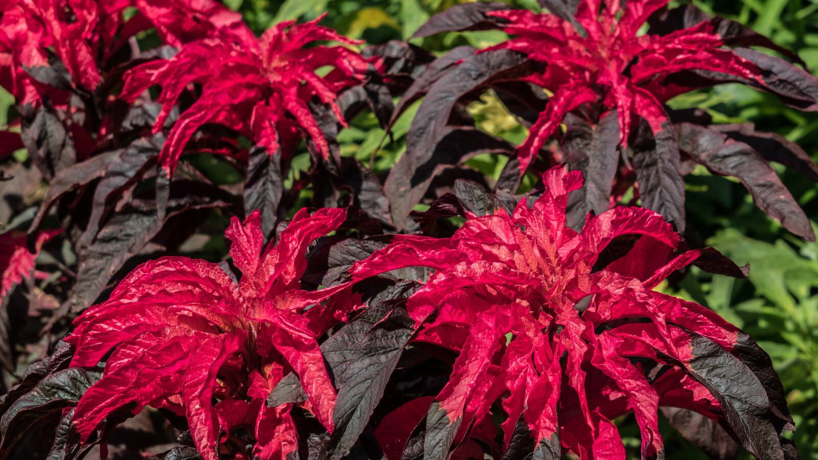 100 AMARANTHUS EARLY SPLENDOR Tricolor Hypochondricus Flower Seeds *Flat S/H