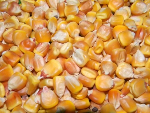 Trucker’s Favorite Yellow Corn Seeds 25 Ct Vegetable Garden Heirloom NON-GMO