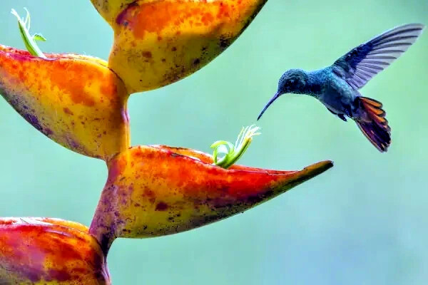 5 SPLASH (Heliconia champneiana) SEEDS Lobster Claw Flower Banana Like Rare