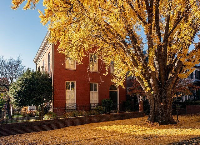 Ginkgo biloba | Ginkgo | Maidenhair Tree | 10 Seeds
