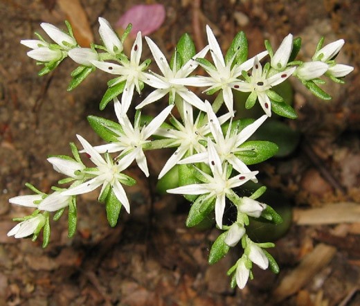 SEDUM WOODLAND Stonecrop Sedum Ternatum – 100 Bulk Seeds