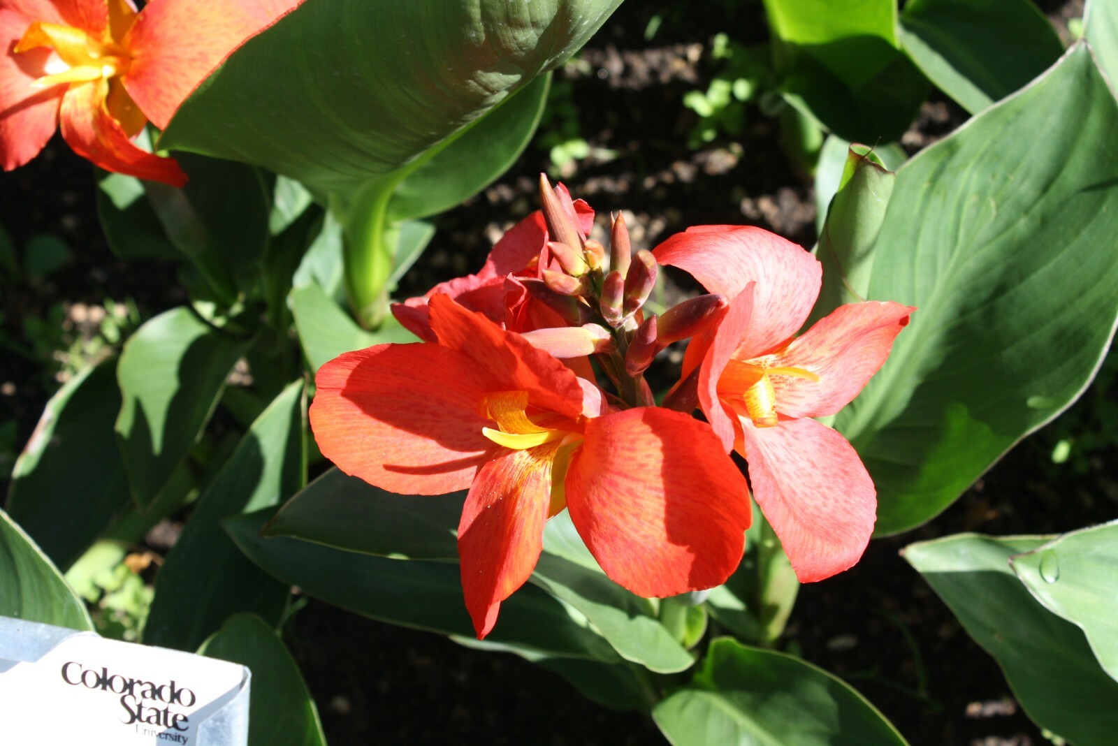 Tropical Seeds – Red Canna 10 Seed Pack