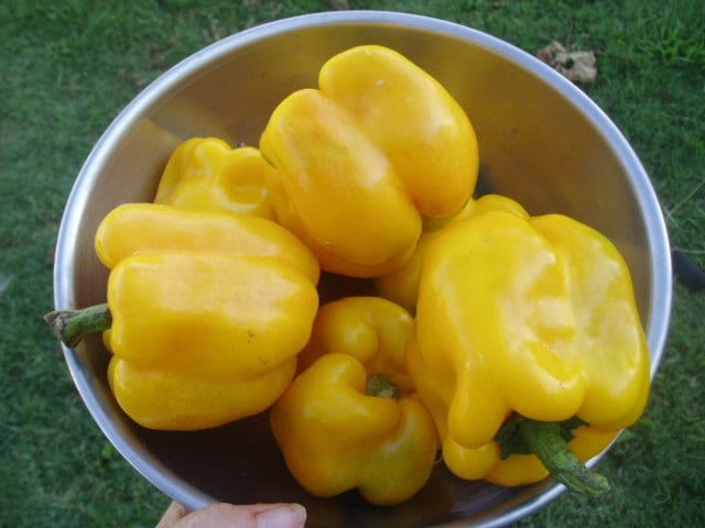Golden Cal Wonder Pepper Seeds Box Garden Seeds Heirloom GMO Free USA