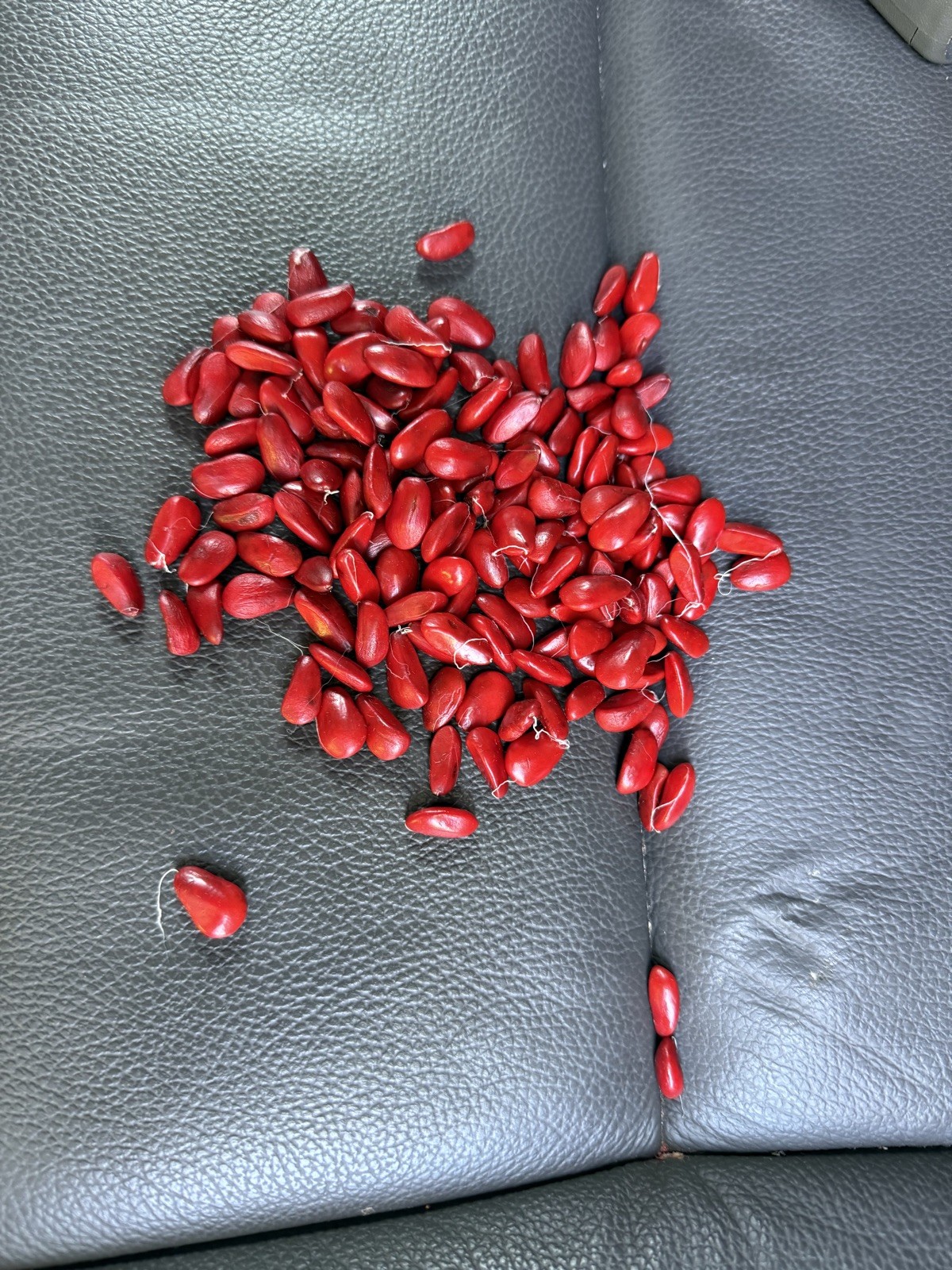 100 quality hand-picked Southern Magnolia seeds-Magnolia Grandiflora