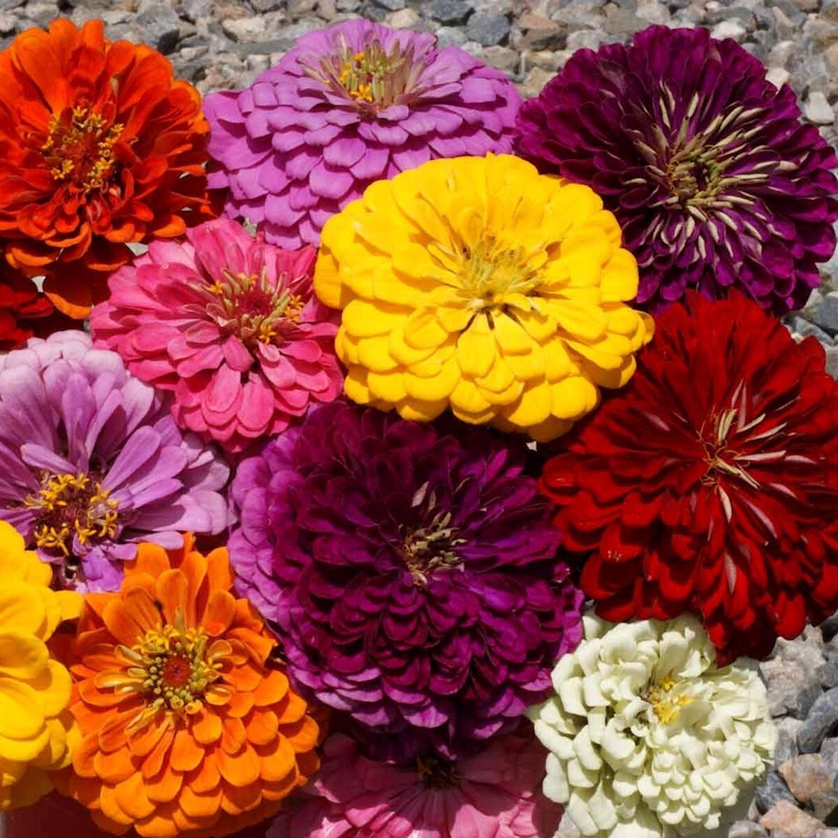 1 Lb Dahlia Flowered Mixed Zinnia Wildflower Seeds – Everwilde Farms Mylar