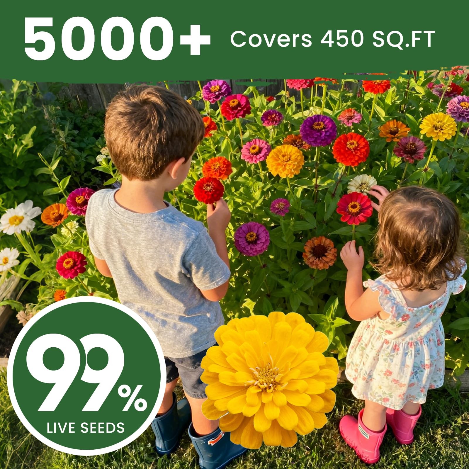 5000+ Zinnia Seeds Flower Seeds for 2026 Planting, 1.5 Oz, 5 Varieties (Pink,…