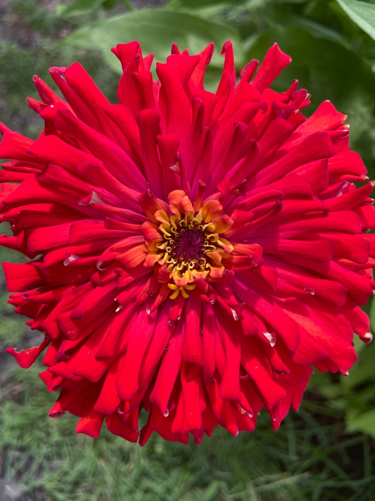 CACTUS ZINNIA – 30 Fresh Seeds – Mixed Colors – GORGEOUS Blooms!! FREE Shipping
