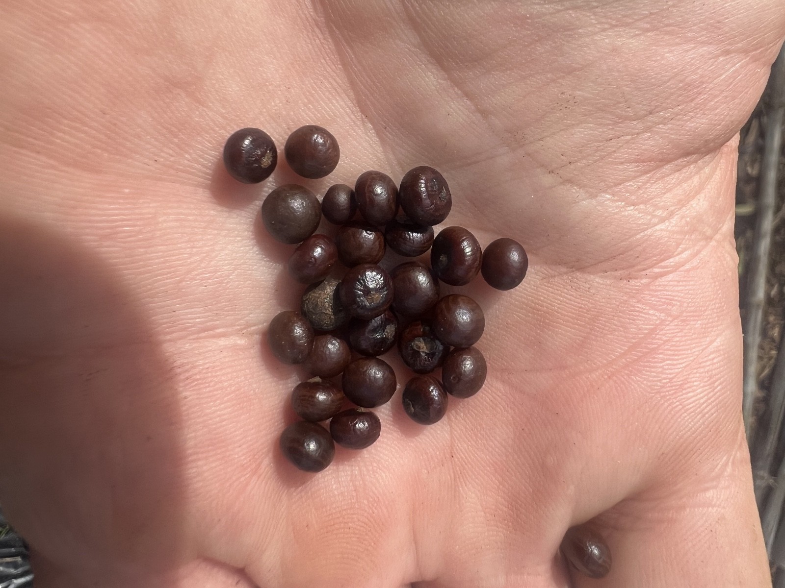 50 Cabbage Palm Seeds – Sabal palmetto seeds – several amounts available
