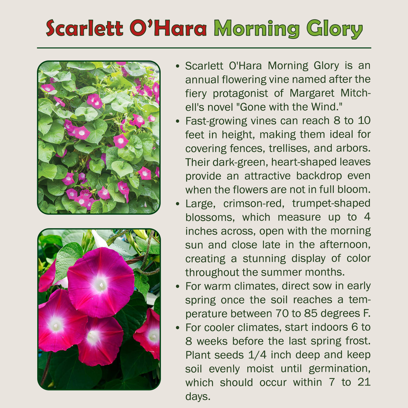 50 Scarlett O’Hara Morning Glory Seeds, Ipomea nil, AAS Gold Medal Winner!