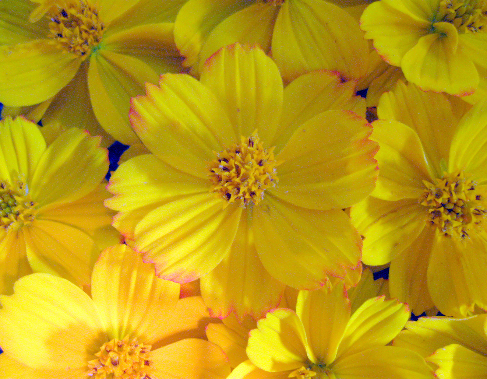 Yellow Cosmos Seeds, Yellow Sunshine, Sulfur Cosmos, Shorter Variety, 75ct