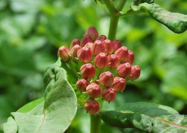 Asclepias purpurascens | Purple Milkweed | 100 Seeds