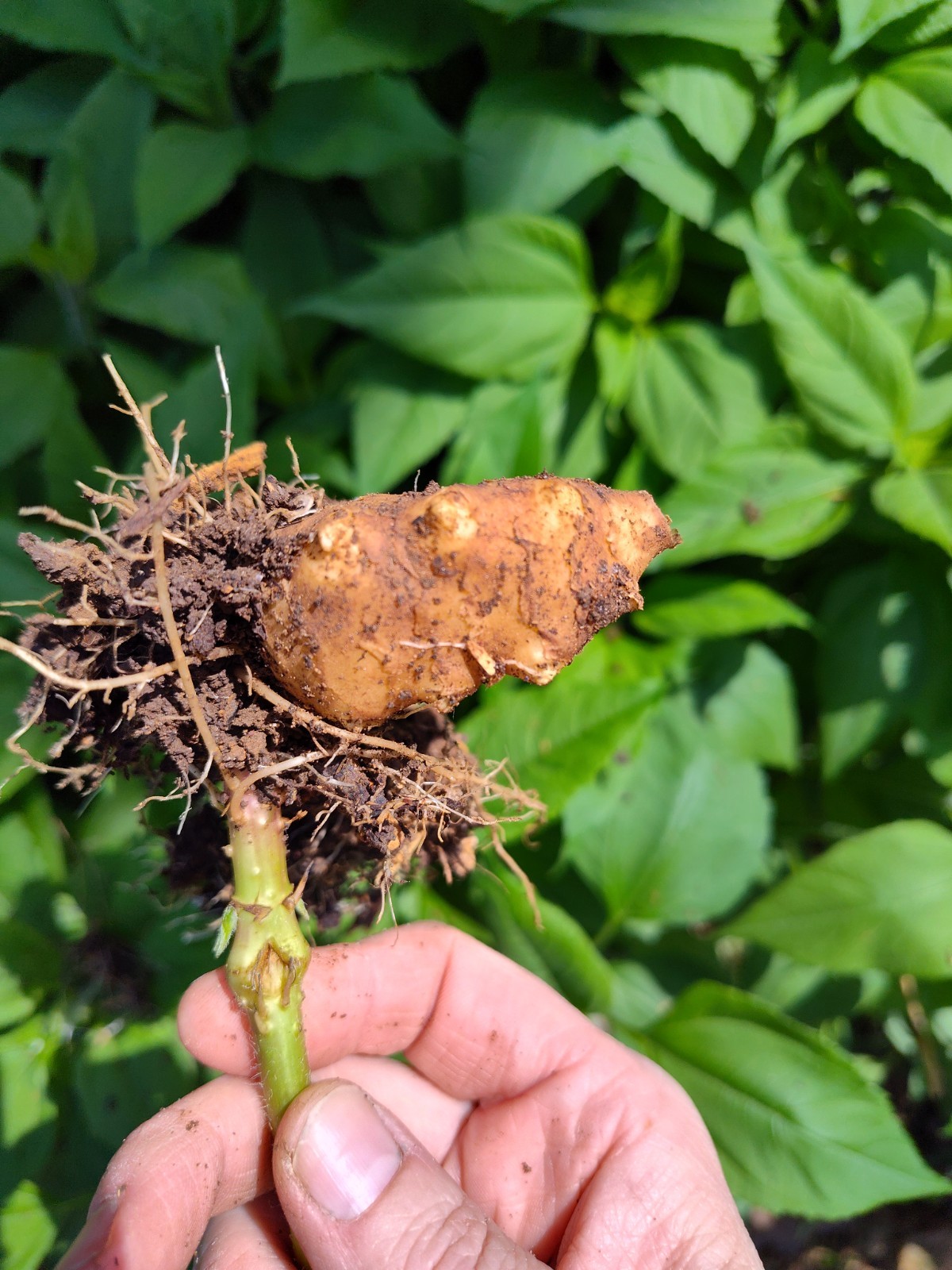 Jerusalem Artichokes tubers Sunchokes  10 starts freshly dug for planting