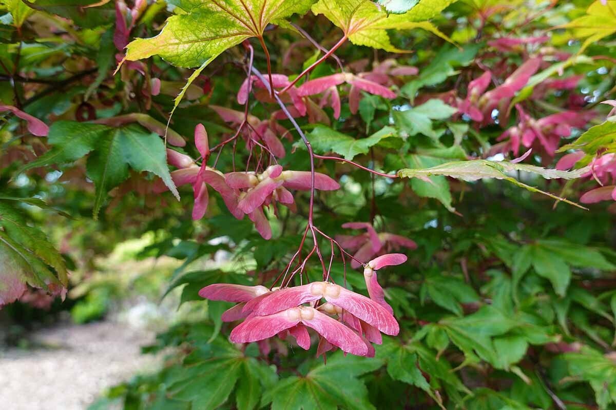 Japanese Maple Tree Seeds (Acer palmatum), 50 Fresh seeds