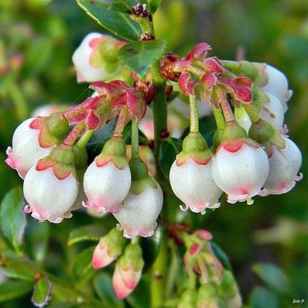 Vaccinium myrsinites | Florida Evergreen Blueberry | Shiny Blueberry | 20 Seeds