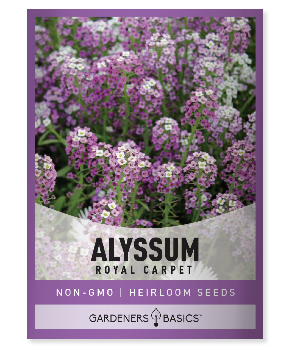 Royal Carpet Dwarf Sweet Alyssum Seeds