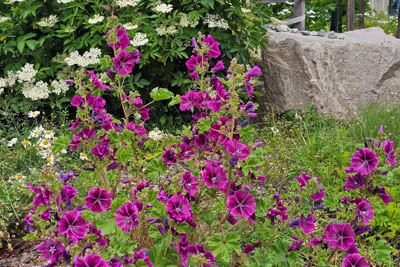 20 MAURITANIAN MALVA Mallow Malva sylvestris var. mauritania Flower Seeds