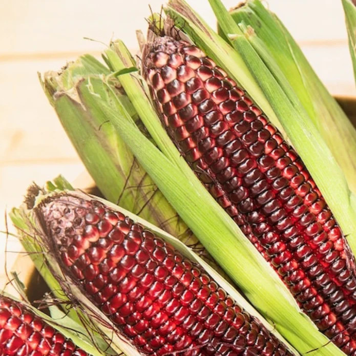 50 Red Corn Seeds – Vibrant Ruby Color Heirloom Variety for Garden or Display