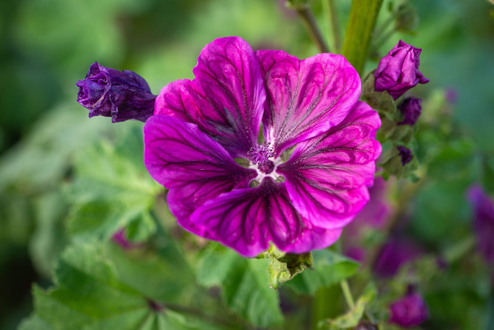 20 MAURITANIAN MALVA Mallow Malva sylvestris var. mauritania Flower Seeds