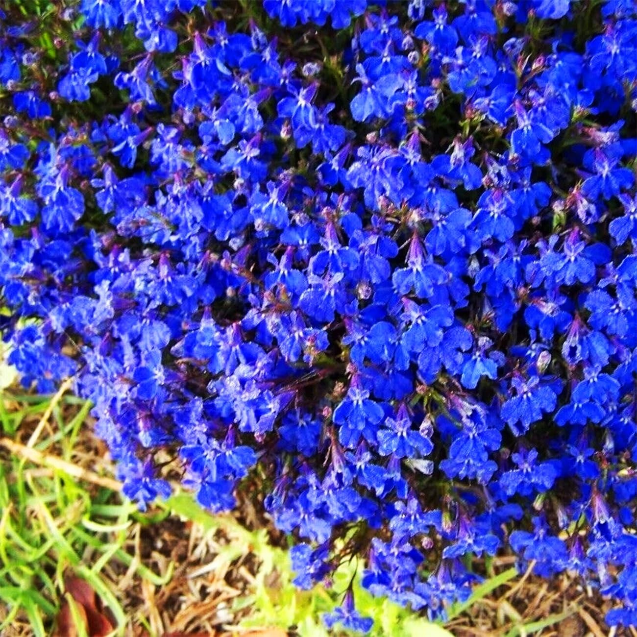 20000+ Magic Blue Creeping Thyme Seeds for Planting Ground Cover Plants Heirl…