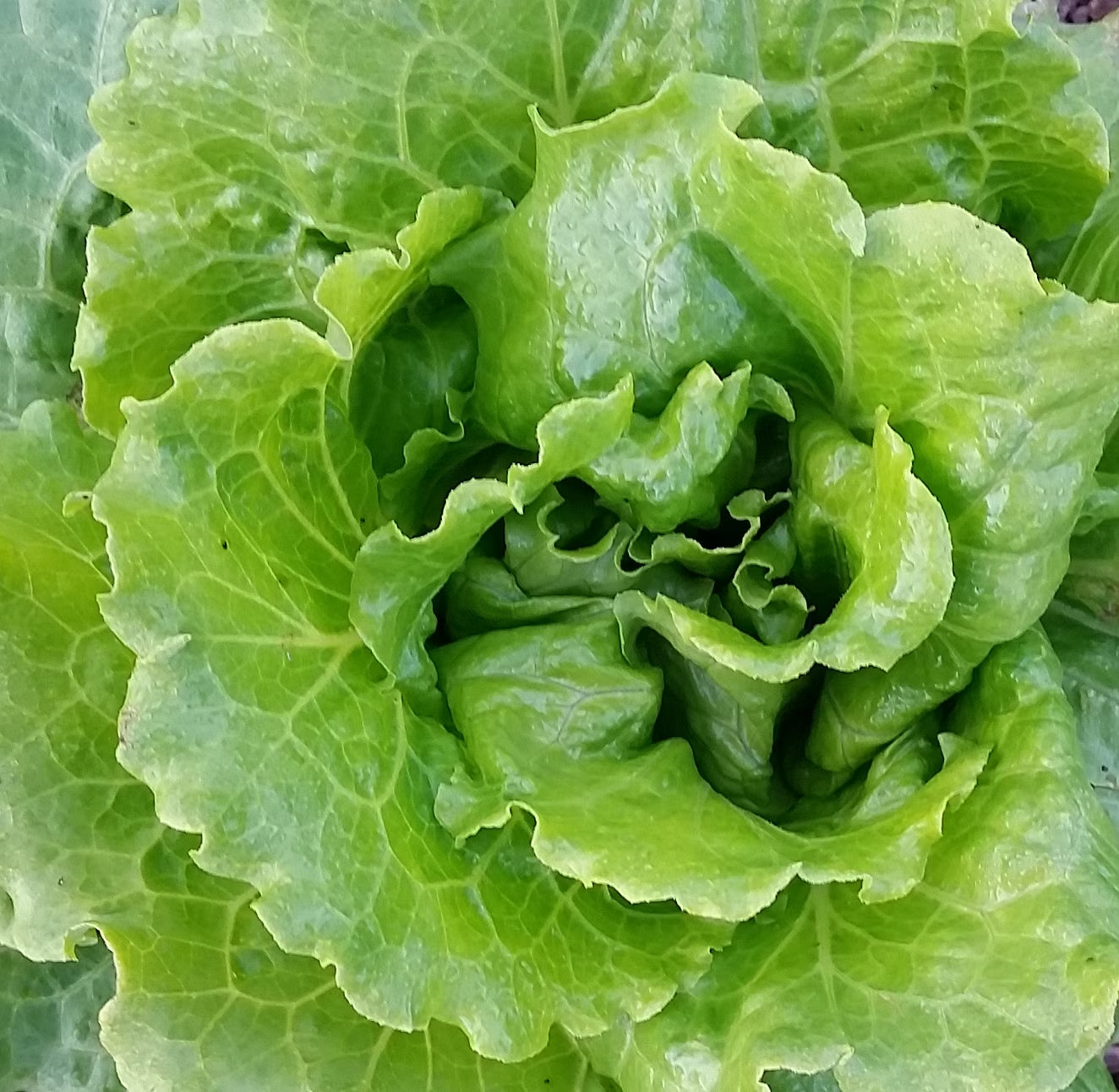 200+ seeds, Lettuce – Nevada, Open pollinated, Heirloom, Non-GMO, Easy to grow