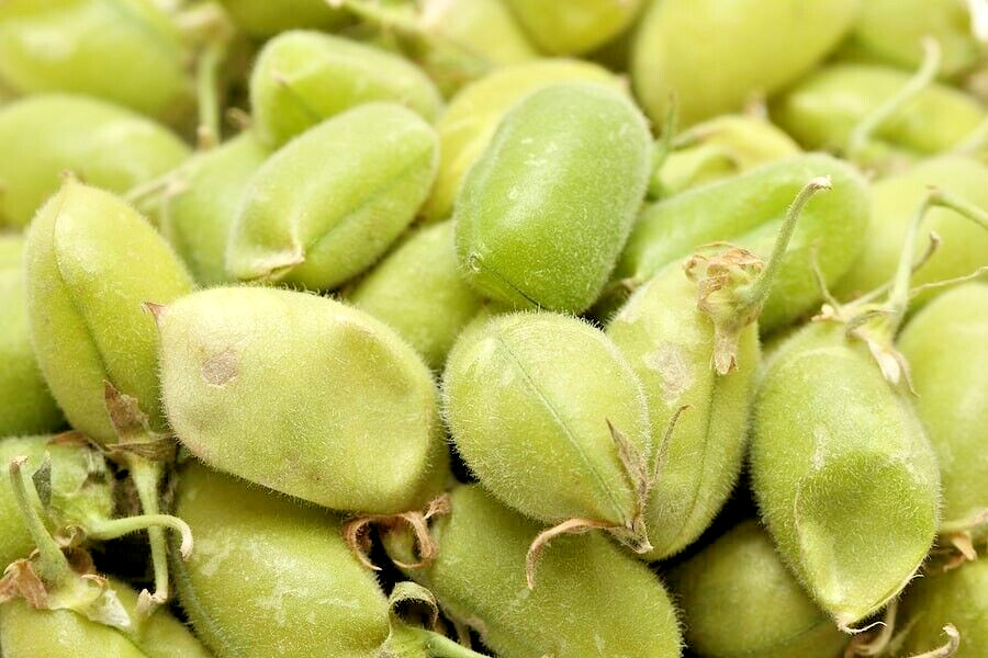Chickpea Seeds | Garbanzo Beans | 60+ Bean Seeds | Vegetable Garden | NO GMO US