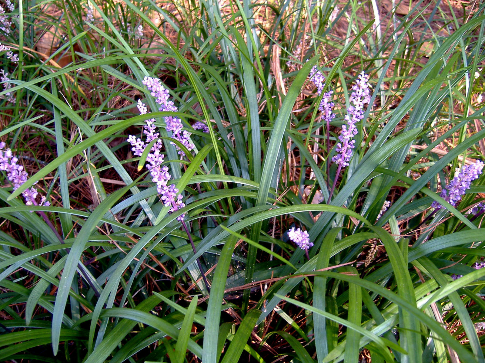 200+ Plants Liriope Spicata Monkey Grass Spreading Bare Roots USDA 4a to 10b