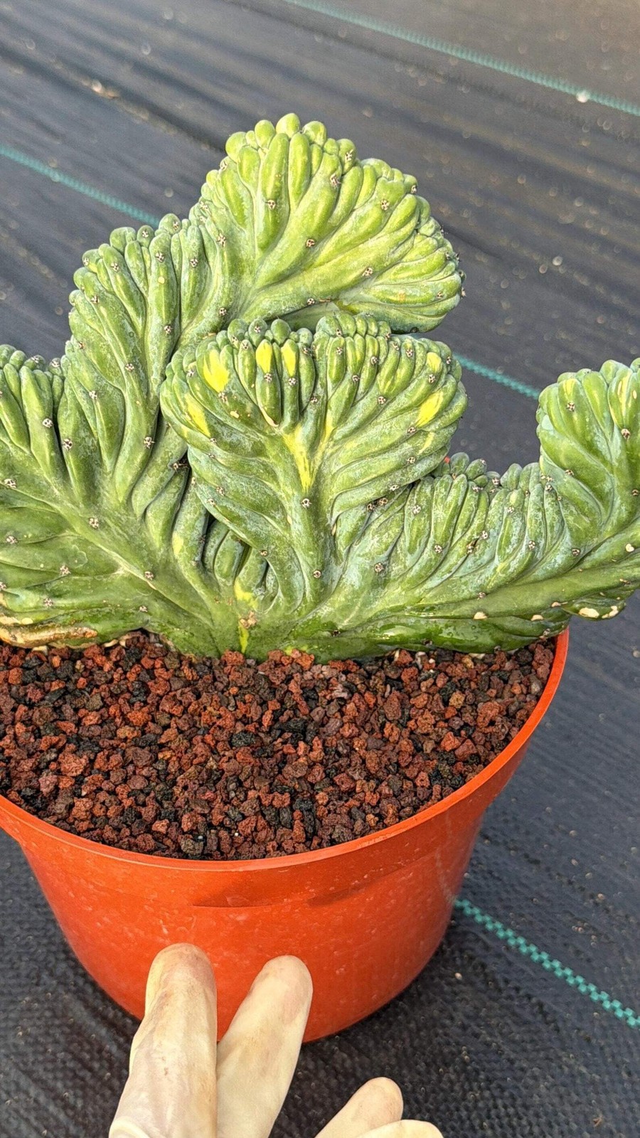 Variegated Crested Blue Myrtle Cactus – Rare Fan-Shaped Specimen | Collector’s P