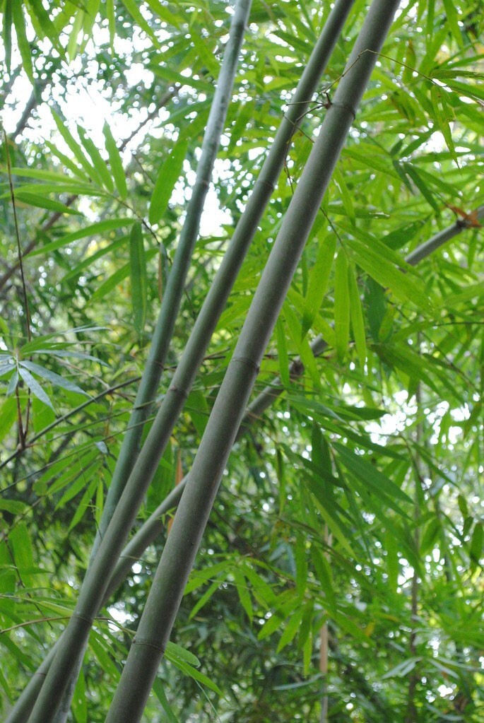 Dendrocalamus longispathus | Long Sheath & Clumping Edible Bamboo | 20_Seeds