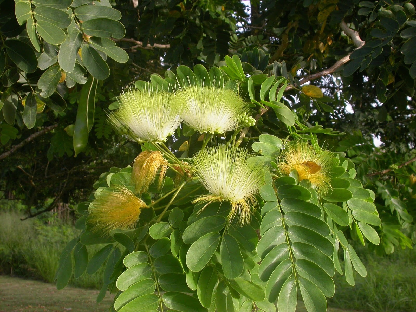Albizia Lebbeck Tree 100 Seeds, Very Fragrant Indian Siris, Woman’s Tongue