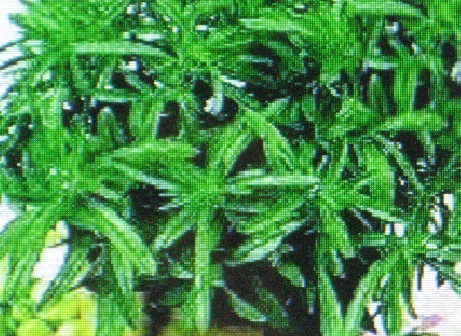 SAVORY HERB * 100 SEEDS * MEDICINAL * GOURMET*