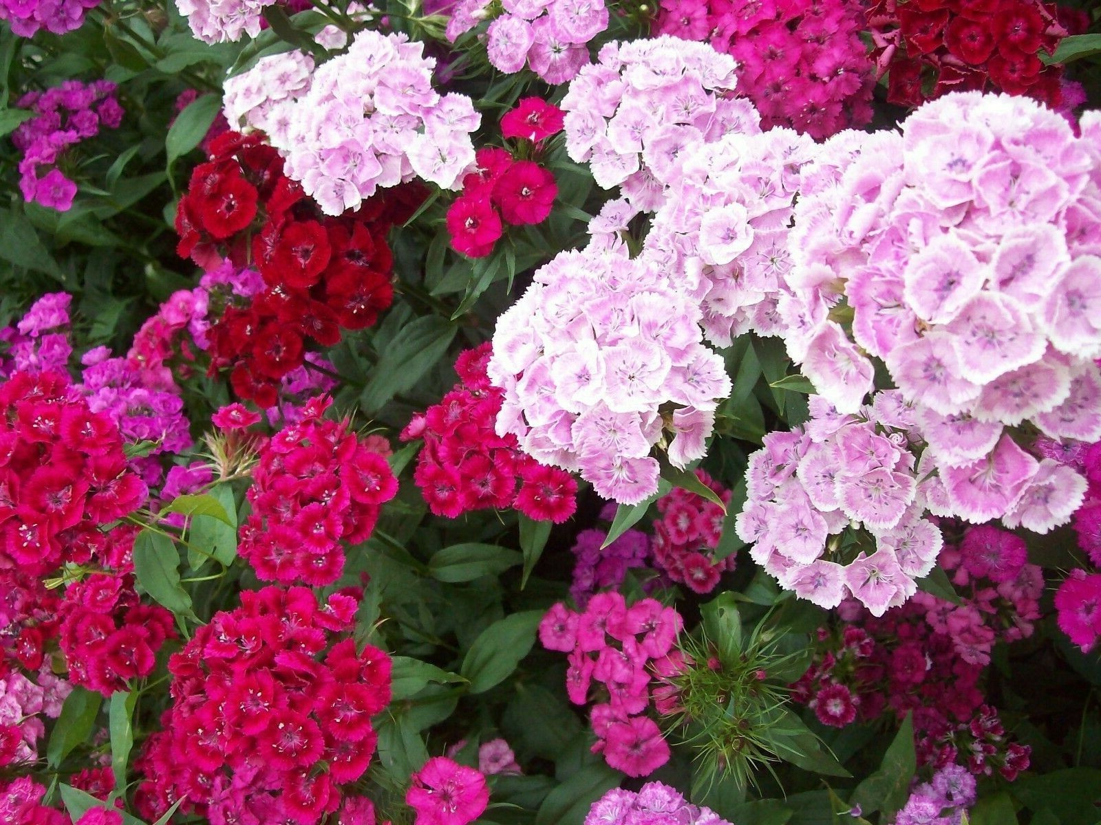 250 SWEET WILLIAM DIANTHUS Seeds Mixed 20″ Tall Perennial Non-GMO~FREE SHIPPING!