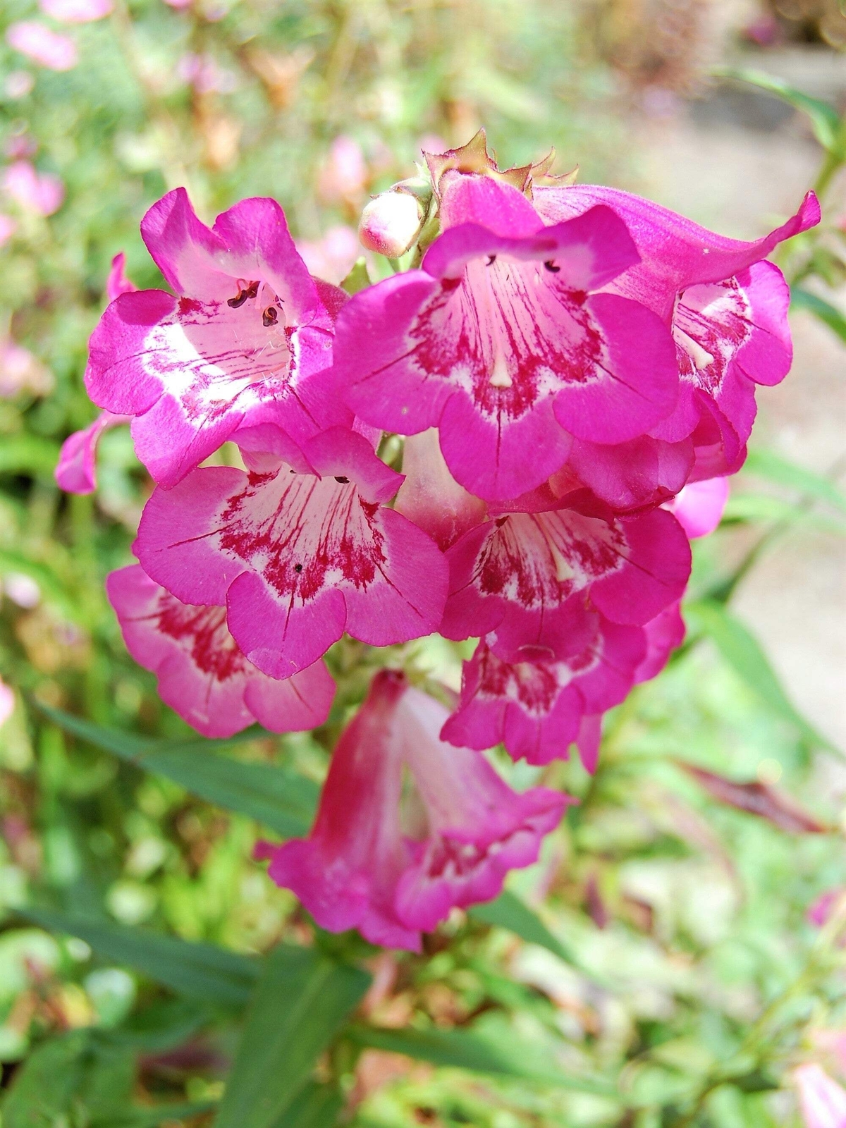 100 SENSATION MIX PENSTEMON Hartwegii Beardtongue Mixed Colors Flower Seeds