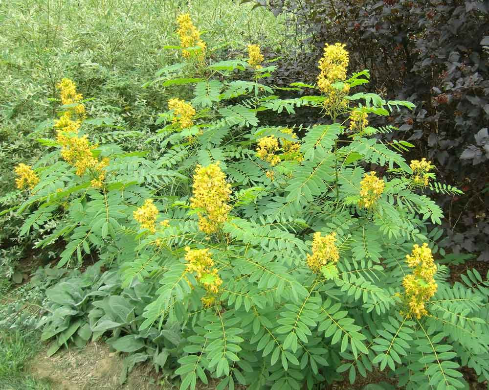 Cassia marilandica Wild Senna 10 seeds